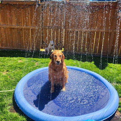 golden piscine pour chien secoupe