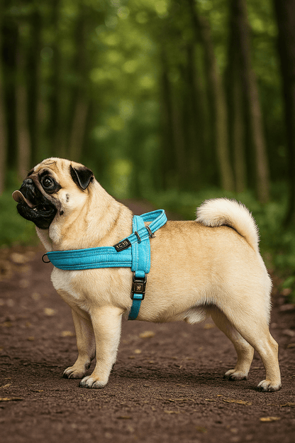 Harnais d’hiver pour chien – PolairFit et Respifit rembourré et chaud