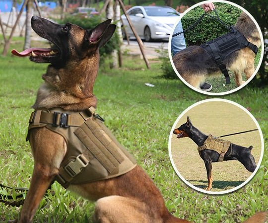 Harnais tactique pour chien – Robuste, sécurisé