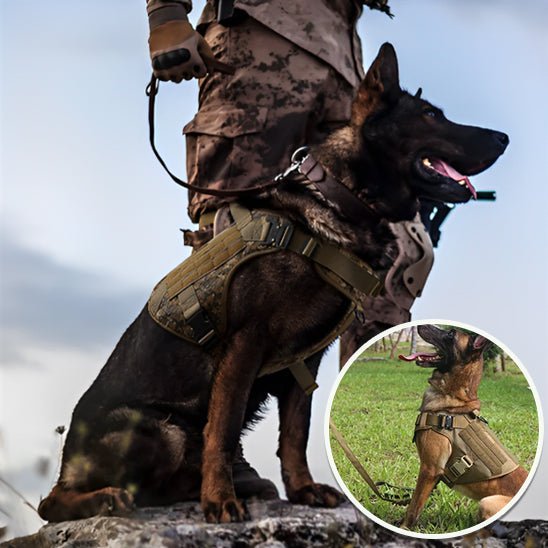 Harnais tactique pour chien – Robuste, sécurisé