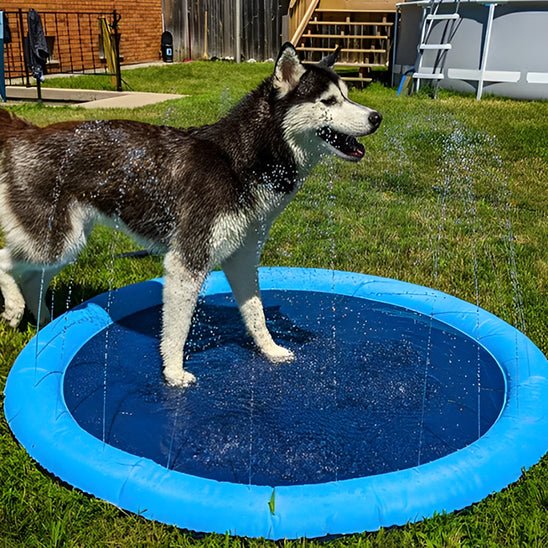 husky piscine pour chien interactif