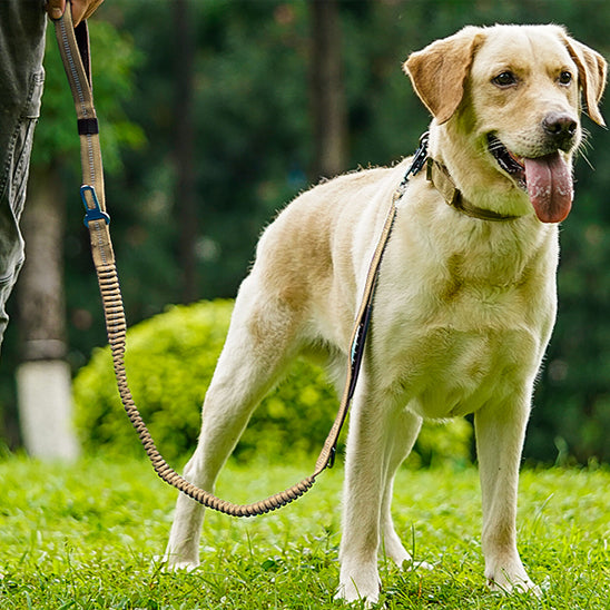Laisse multifonction pour chien – Tactique 4 en 1 robuste et sécurisée