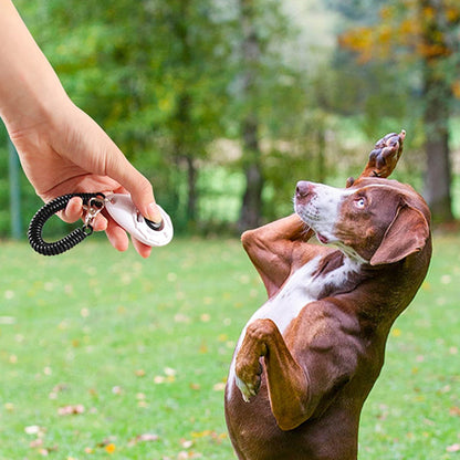 Clicker de dressage – Jouet pour chien éducatif et efficace
