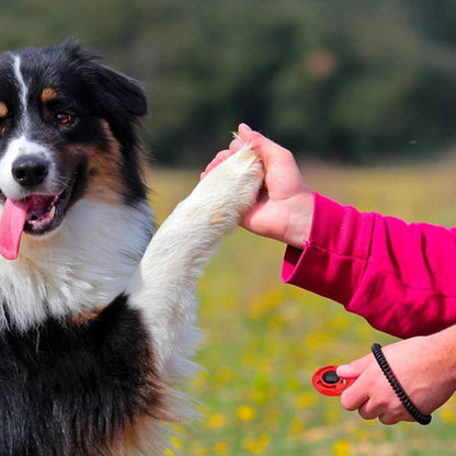 Clicker de dressage – Jouet pour chien éducatif et efficace