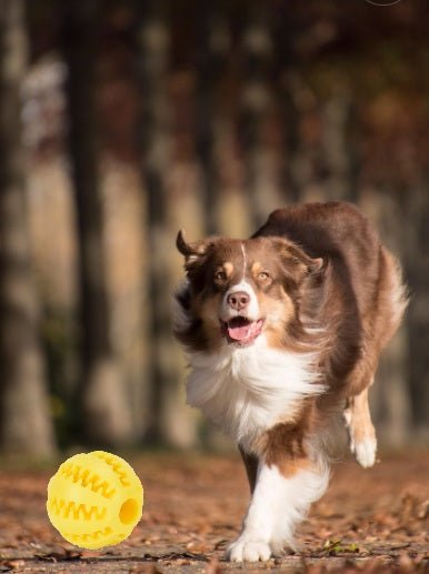 Balle pour chien résistante – Stimulation et jeu malin