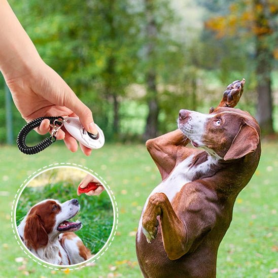 chien fait le beau suite au click jouet maitre avec jouet pour chien clicker