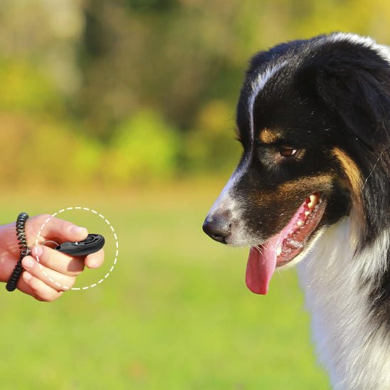 chien attentif au click du jouet pour chien clicker