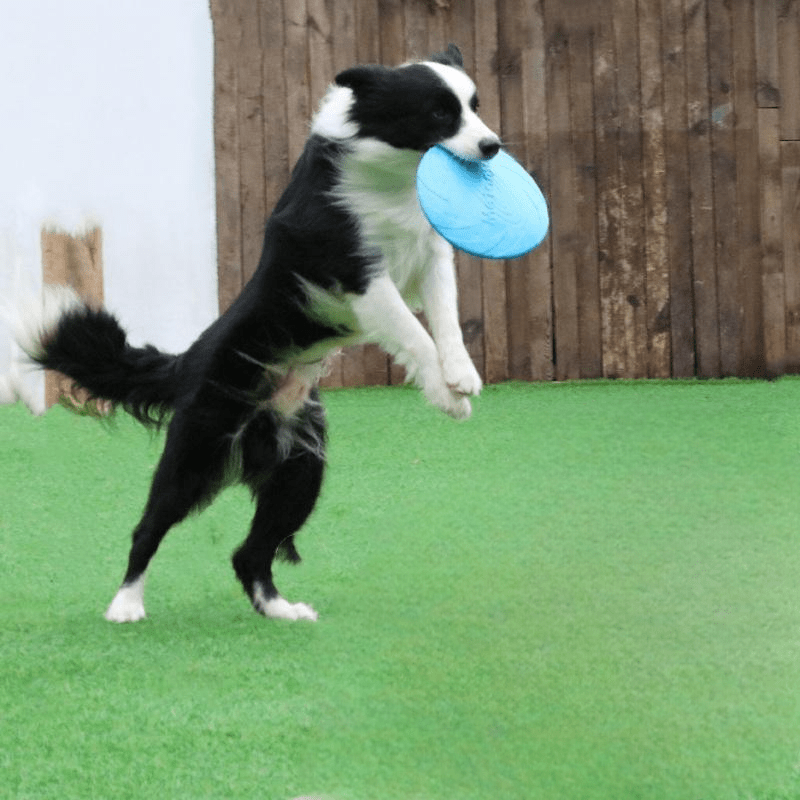 Disque volant résistant pour chien – Frisbee indestructible