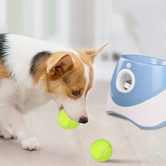 corgie a une balle dans sa bouche a coter de son jouet pour chien lance balle
