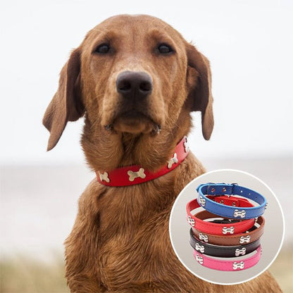 labrador brun collier chien rouge en cuir avec motif os