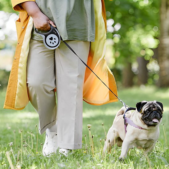Laisse rétractable pour chien – Promenade avec liberté et sécurité