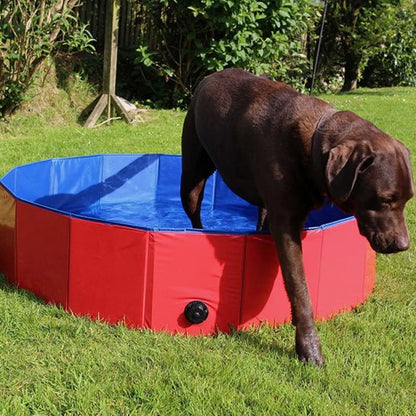 labrador brun sort piscine pour chien