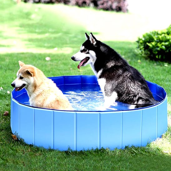 deux chiens assis piscine pour chien bleu